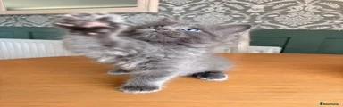 Ragcoon Kitten 3