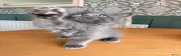 Ragcoon cats for sale: Last of litter affectionate playful Ragcoon baby  - Advert 31