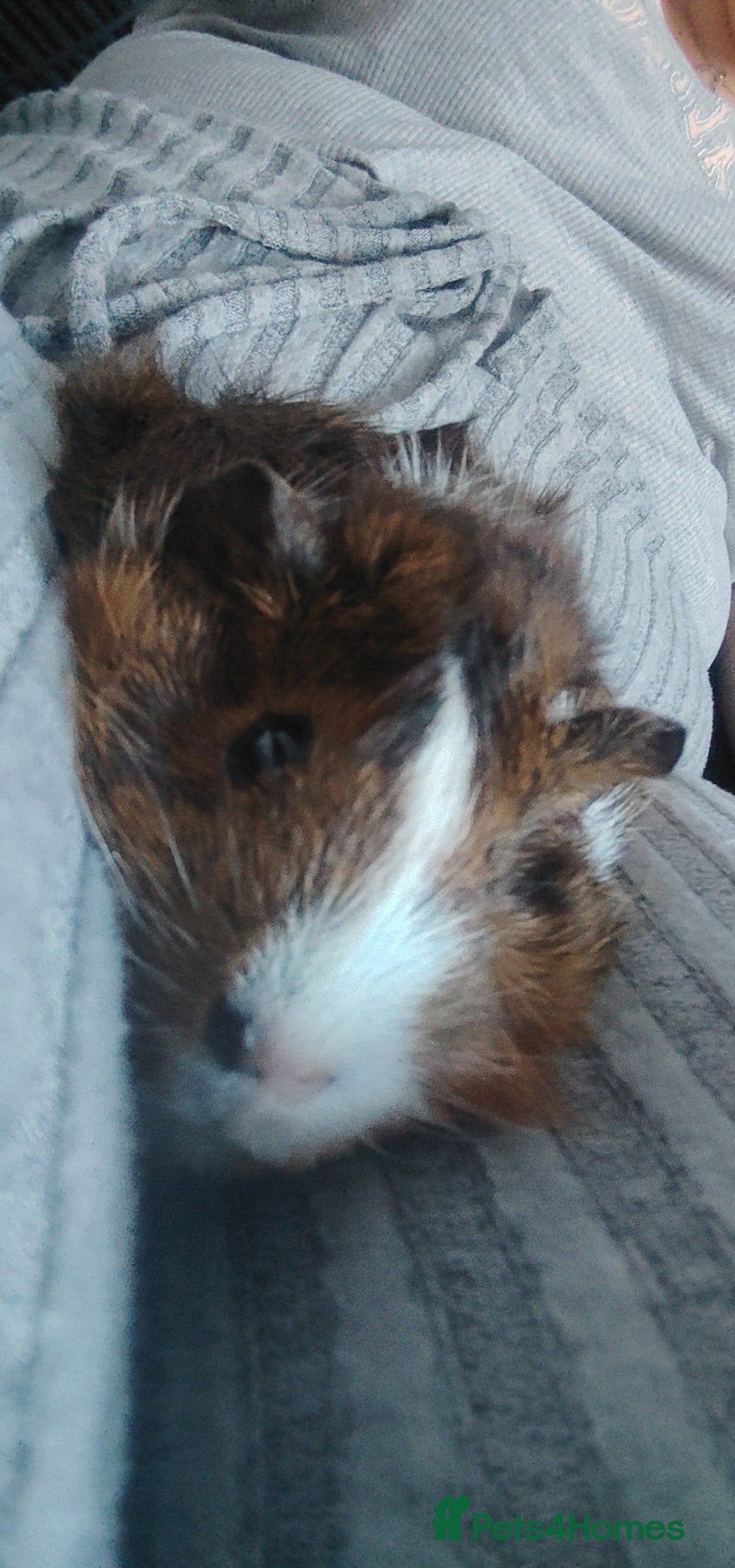 Guinea Pig rodents for sale: 2 female guinea pigs roughly 3 months old  - Image 3