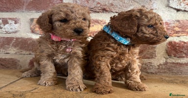 Toy Poodle dogs - Advert 8