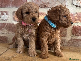 Toy Poodle dogs - Advert 8