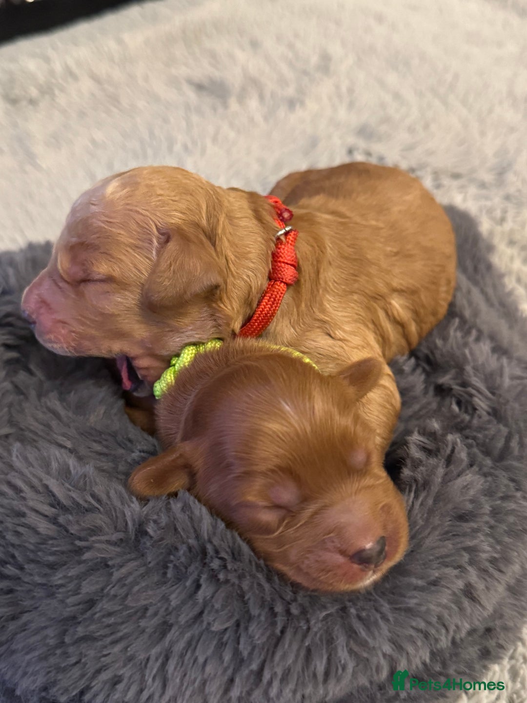 Cockapoo dogs for sale: Cockapoo Litter Due 25th January  - Advert 12