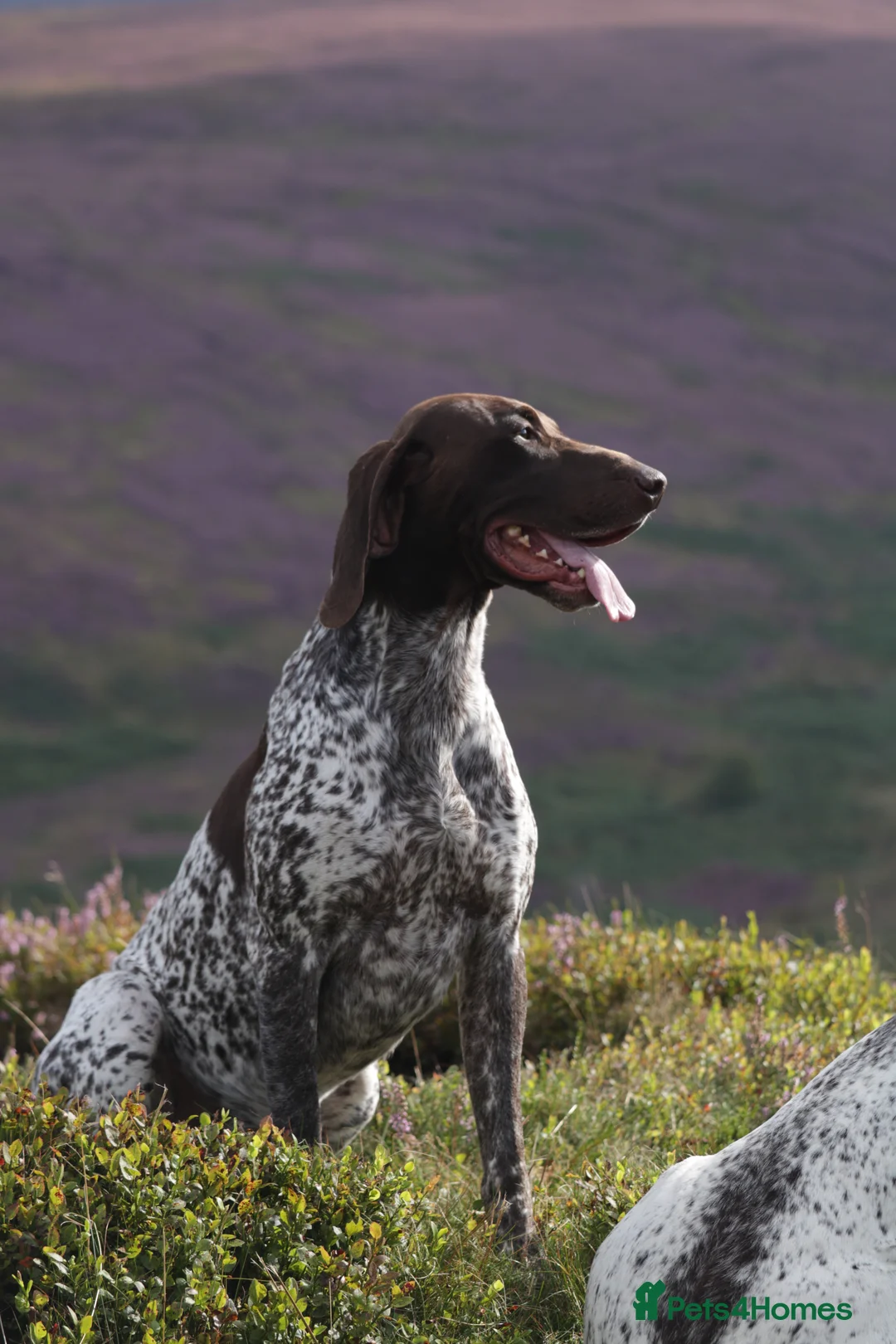German Shorthaired Pointer dogs for stud: Excellent example Gsp kc and health tested. STUD in Lancaster - Advert 16