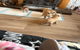 French Bulldog dogs for sale: Beautiful French bulldog puppys - Image 3