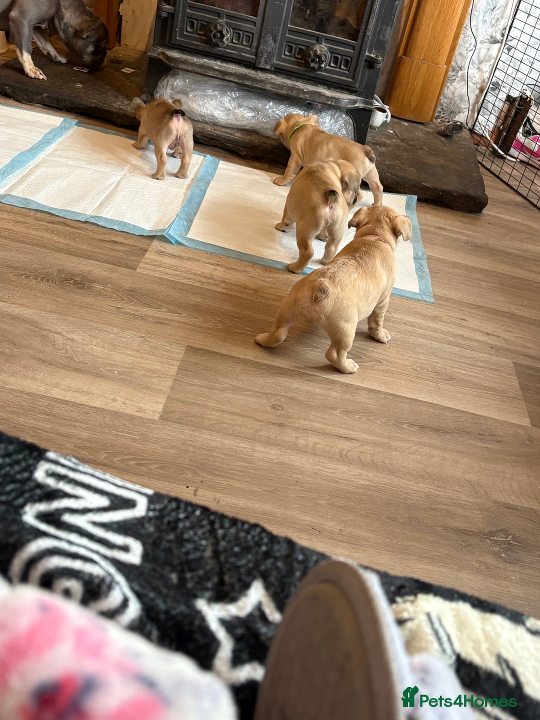 French Bulldog dogs for sale: Beautiful French bulldog puppys - Image 3
