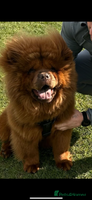 Chow Chow dogs Beautiful chow litter KC registered 🧬💜🍫 - Advert 12