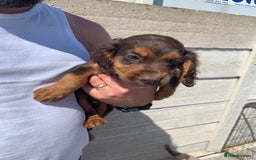 Cockapoo dogs for sale: ((Ready now))F1b cockerpoo puppies  - Image 17