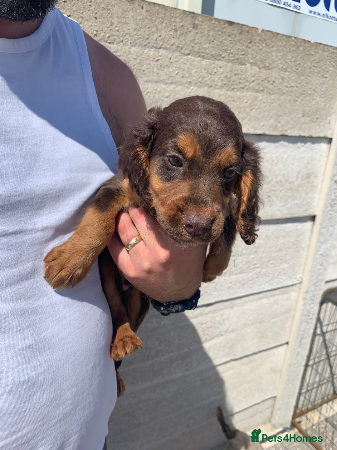 Cockapoo dogs for sale: ((Ready now))F1b cockerpoo puppies  - Image 17