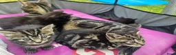 Mixed Breed cats for sale: Half Bengal Kittens - Advert 8