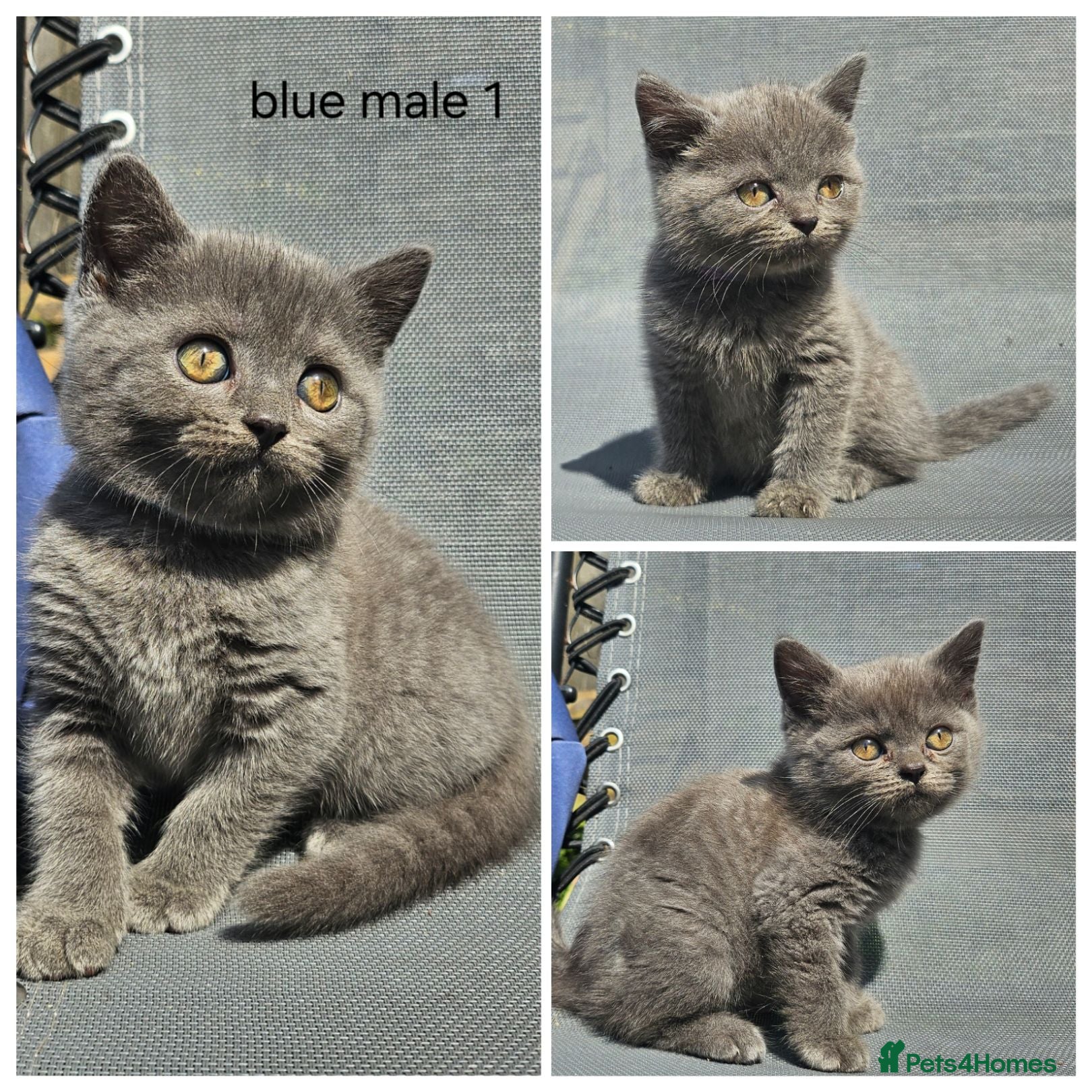 British Shorthair cats British blue shorthairs kittens pure pedigrees  - Advert 17