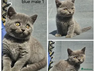 British Shorthair cats British blue shorthairs kittens pure pedigrees - Advert 17
