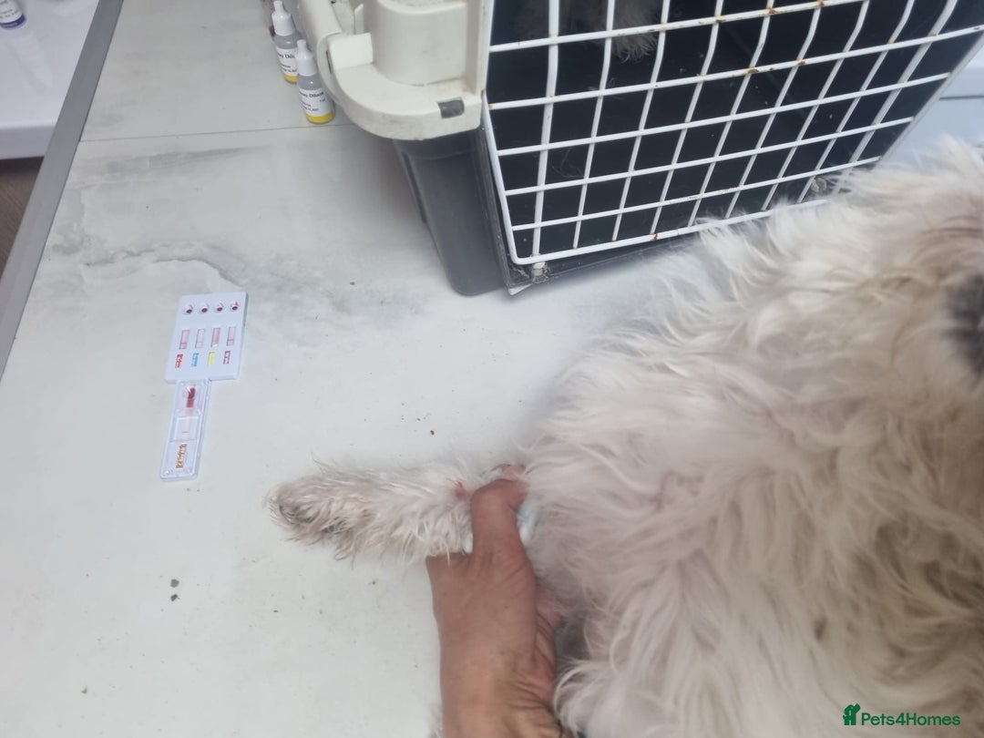 Bichon Frise dogs for adoption: KHAAN - a superb, little boy, for a Loving Home - Image 13