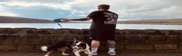 Border Collie dogs for sale: Border collie - male  in Sheffield - Advert 4