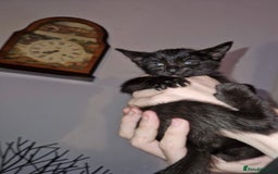 Mixed Breed cats for sale: Half pedigree kittens - Image 6