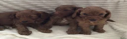 Cockapoo dogs for sale: Beautiful f2 cockapoo puppies - Advert 21
