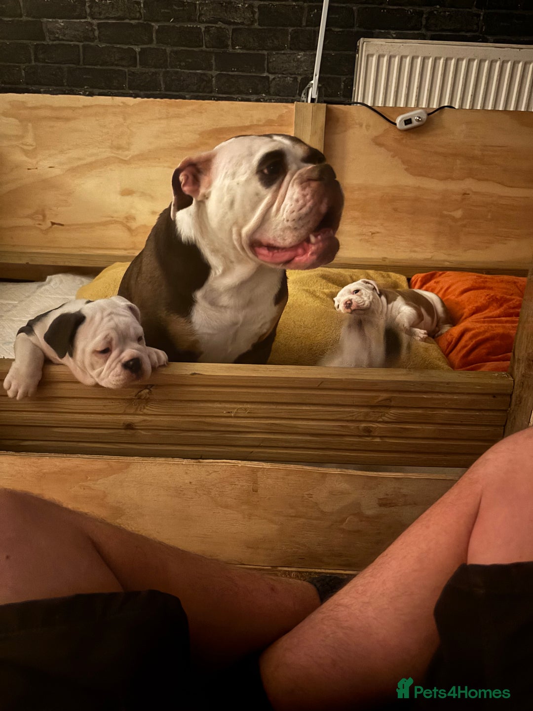 Olde English Bulldogge dogs for sale: Last 2 baby girls left  - Image 17