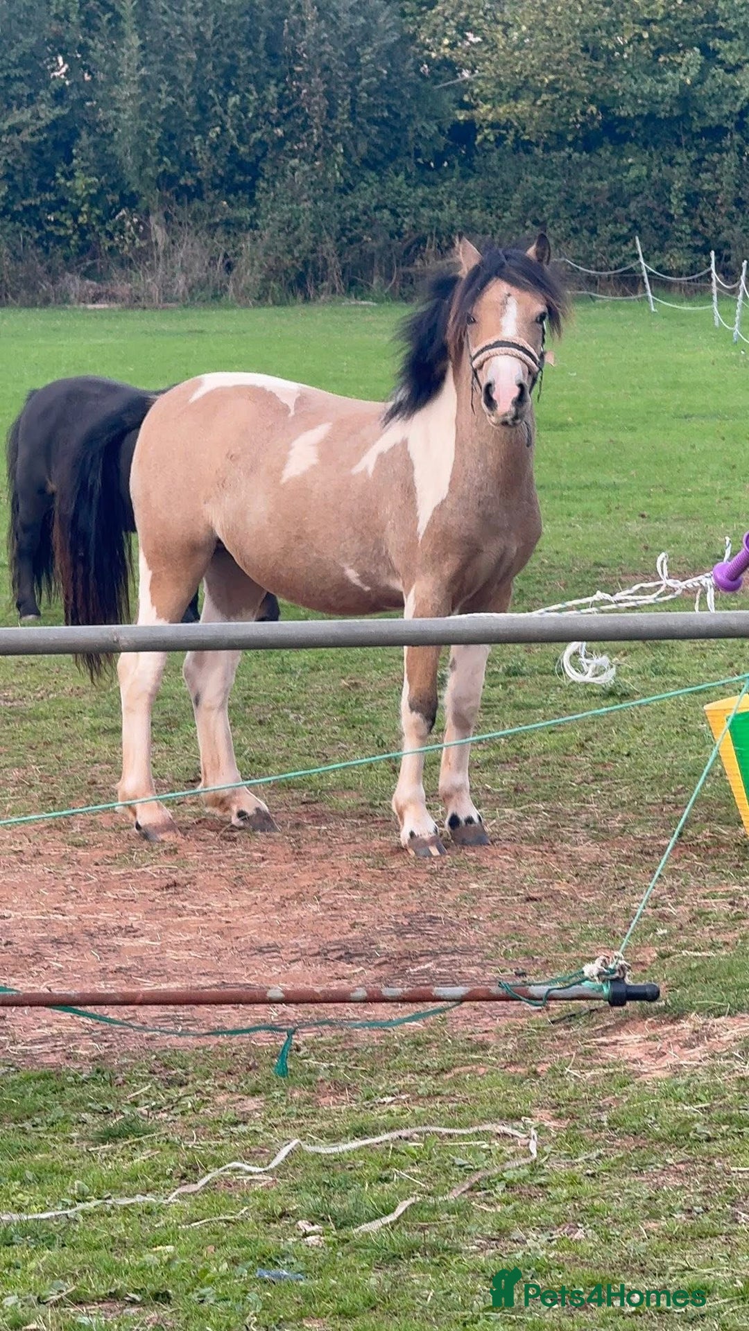 Welsh Section A horses for sale: Beautifully well marked Welsh P/B - Advert 2