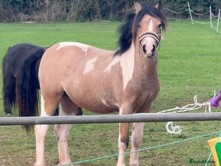 Welsh Section A horses Beautifully well marked Welsh P/B - Advert 4