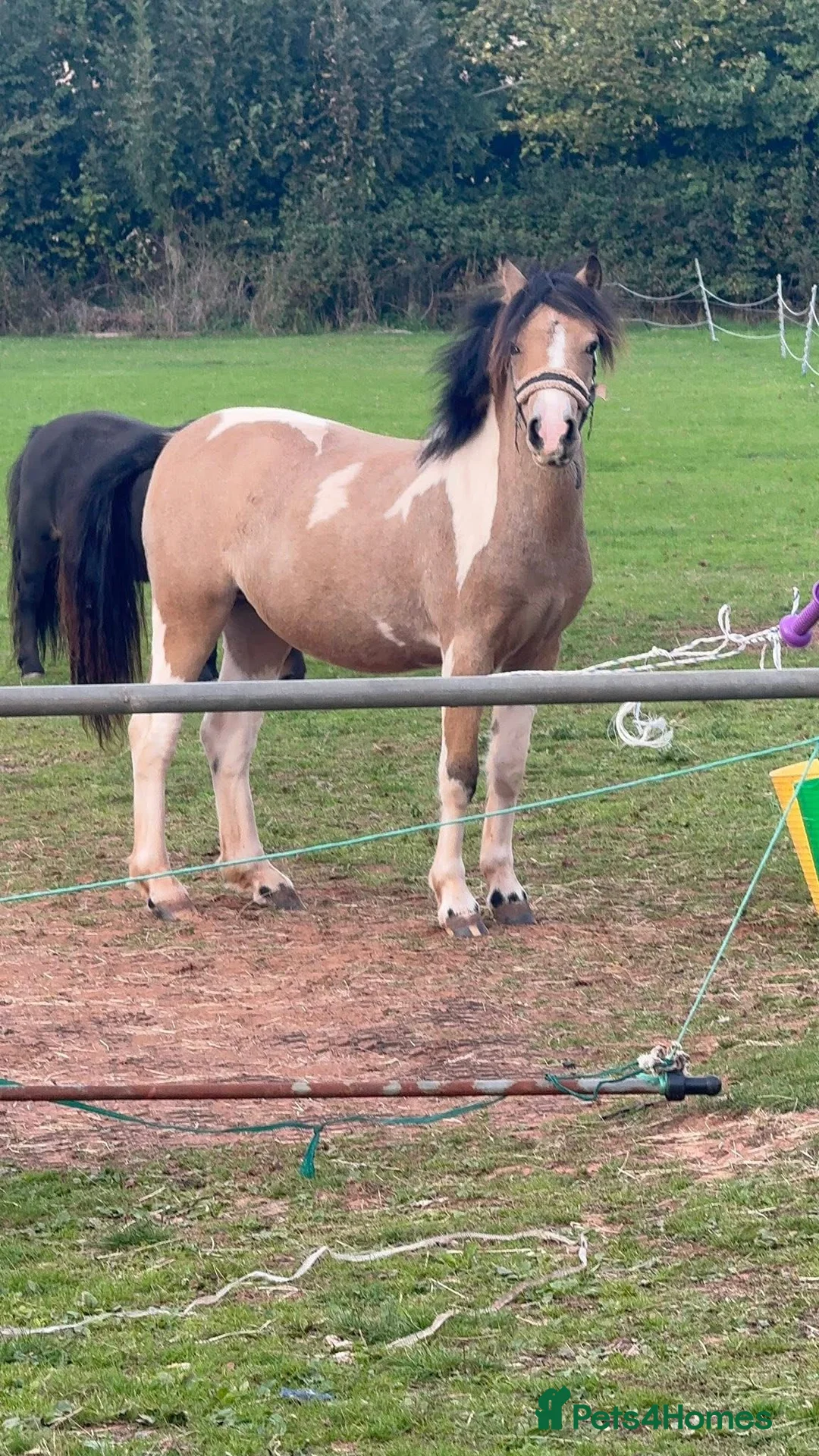 Welsh Section A horses for sale: Beautifully well marked Welsh P/B - Advert 2