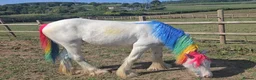 Irish Cob horses for sale: TGCA filly grey and blue - Advert 18