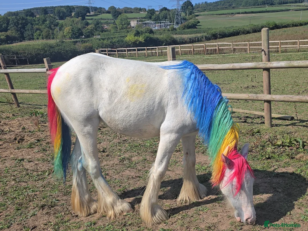 Irish Cob horses for sale: TGCA filly grey and blue - Advert 18