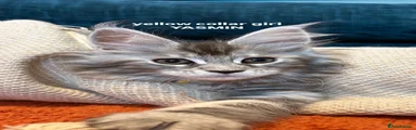 Maine Coon 3
