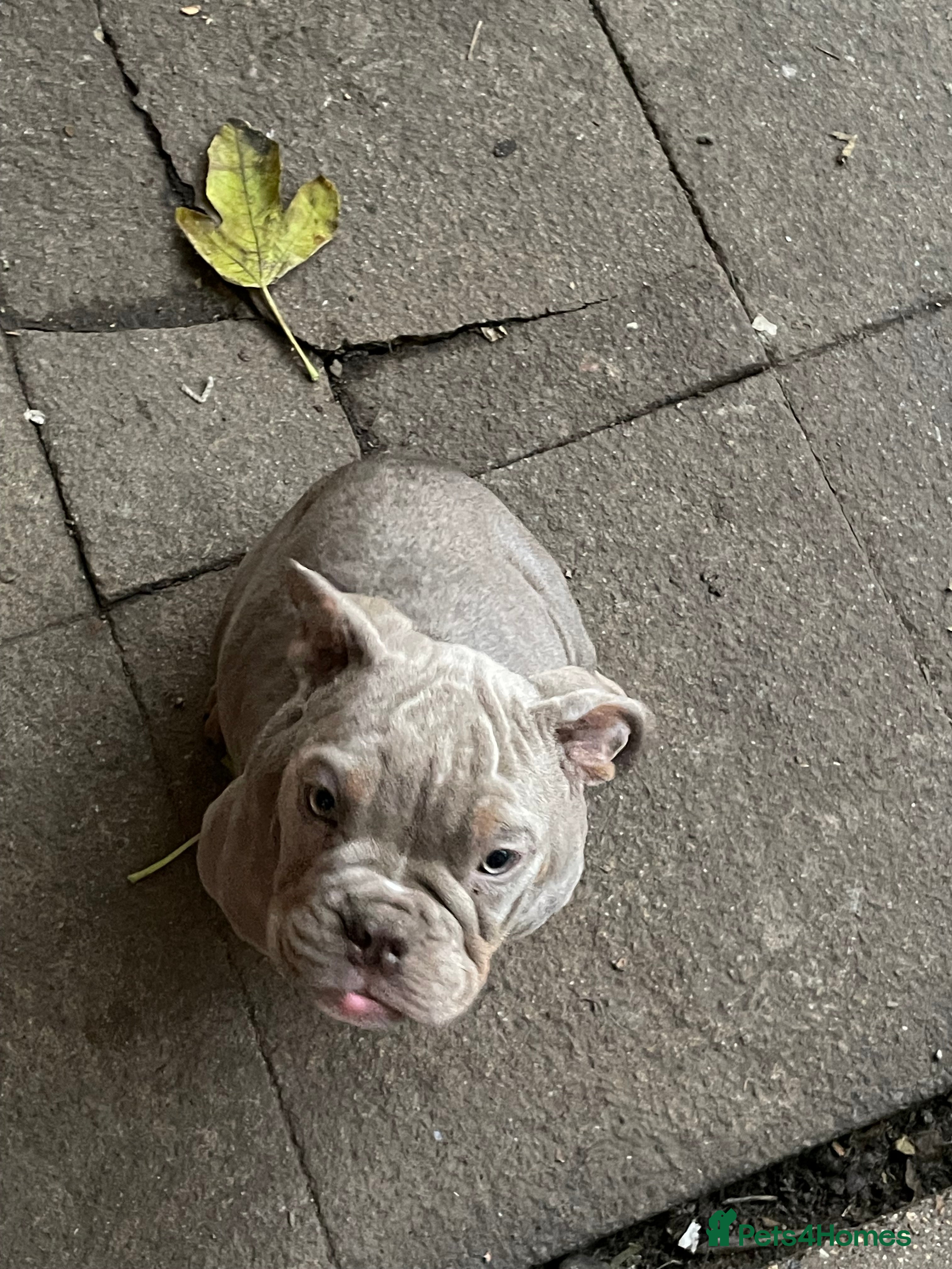 English Bulldog dogs Old British bull puppies - Advert 20