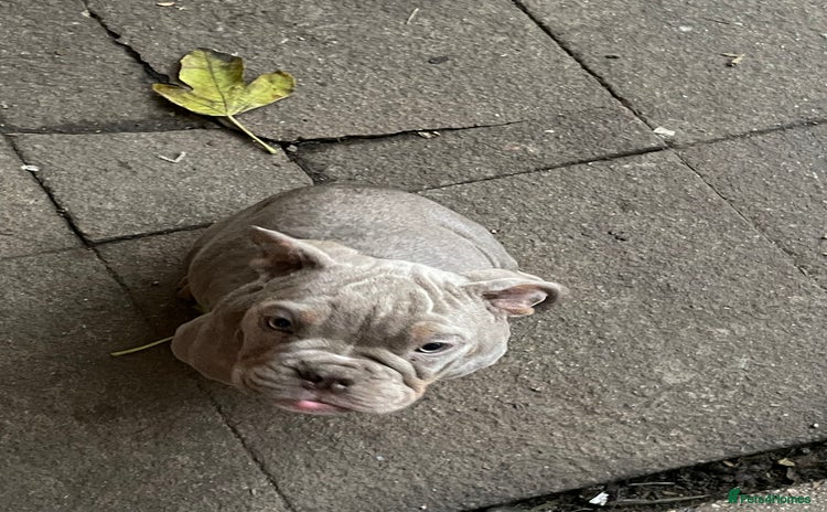 English Bulldog dogs - Advert 1