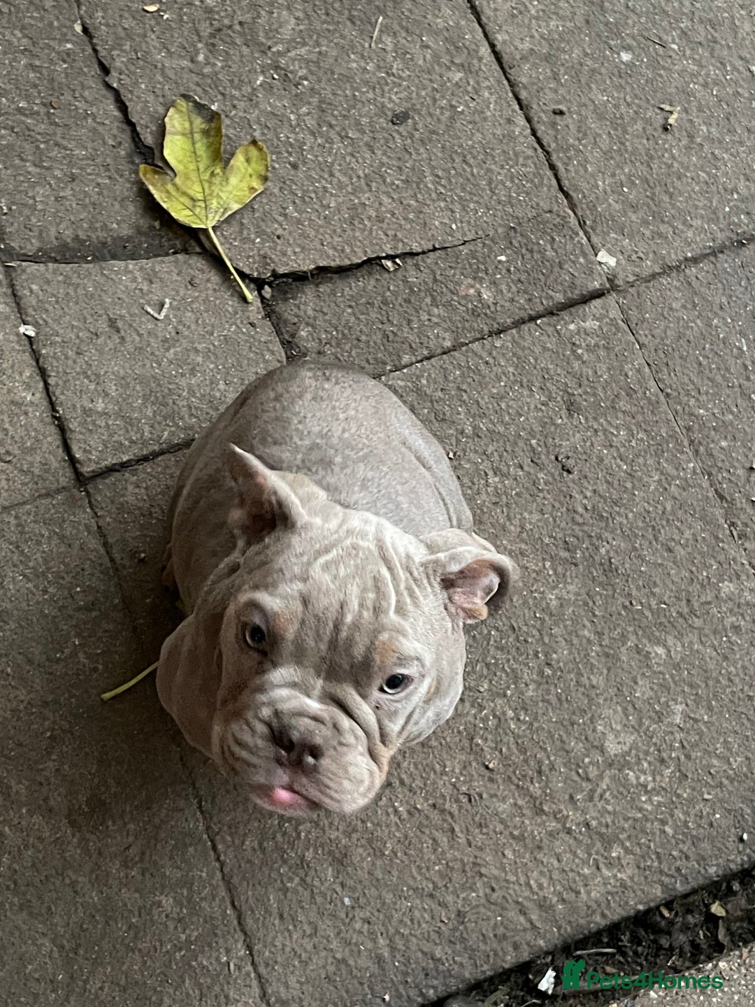 English Bulldog dogs for sale: Old British bull puppies - Image 1