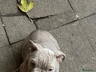 English Bulldog dogs - Advert 1