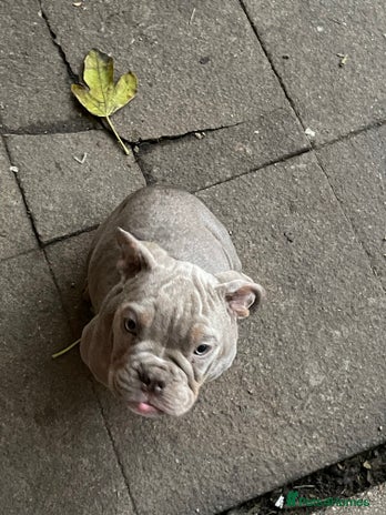 English Bulldog dogs - Advert 1