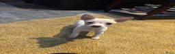 Mixed Breed dogs for sale: Adorable Jack Russel x Chihuahua puppies  - Advert 1