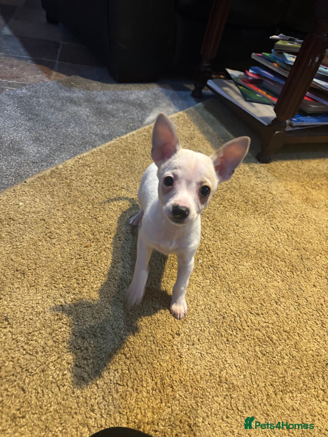 Mixed Breed dogs for sale: Adorable Jack Russel x Chihuahua puppies  - Advert 1