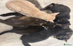 Domestic Shorthair cats for sale: Five kittens for sale  - Image 8