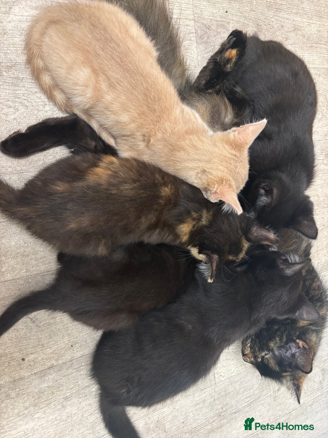 Domestic Shorthair cats for sale: Five kittens for sale  - Image 8