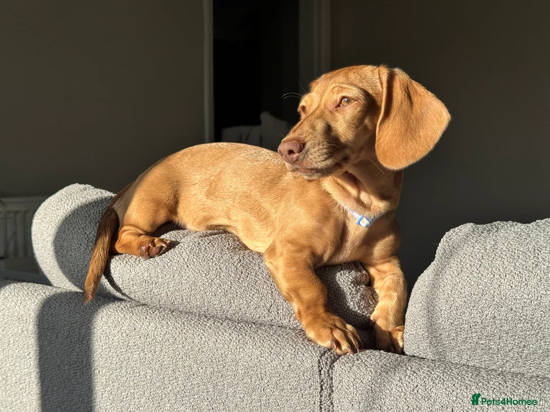 Miniature Dachshund dogs for sale: Maple Miniature Dachshund  - Advert 1