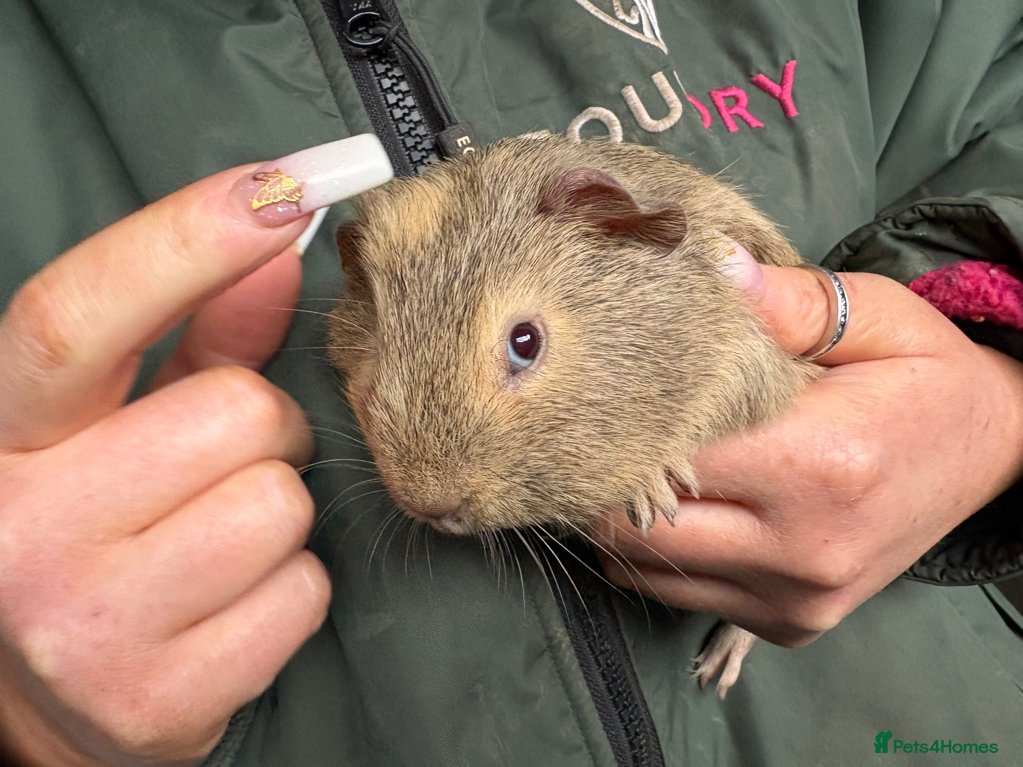 Guinea Pig rodents Beautiful boys looking for new homes  - Advert 1