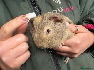 Guinea Pig rodents Beautiful boys looking for new homes - Advert 21