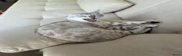 Bengal cats for stud: Female in Peterborough - Advert 4