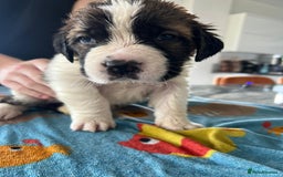 Saint Bernard dogs for sale: KC Registered St. Bernards For Sale! - Image 11