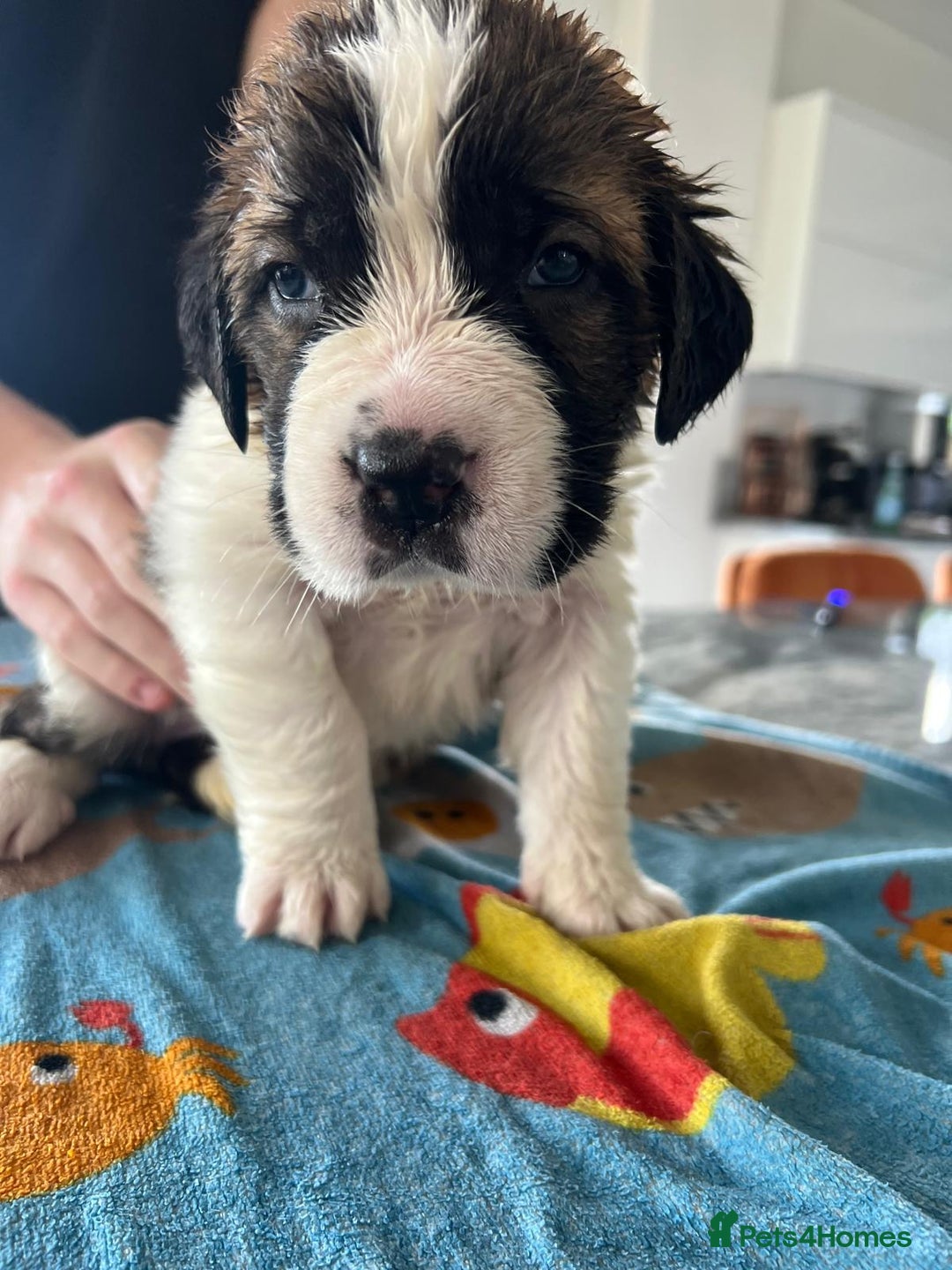 Saint Bernard dogs for sale: KC Registered St. Bernards For Sale! - Image 11