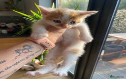British Shorthair cats for sale: 3 beautiful British Shorthair Kittens  - Image 18