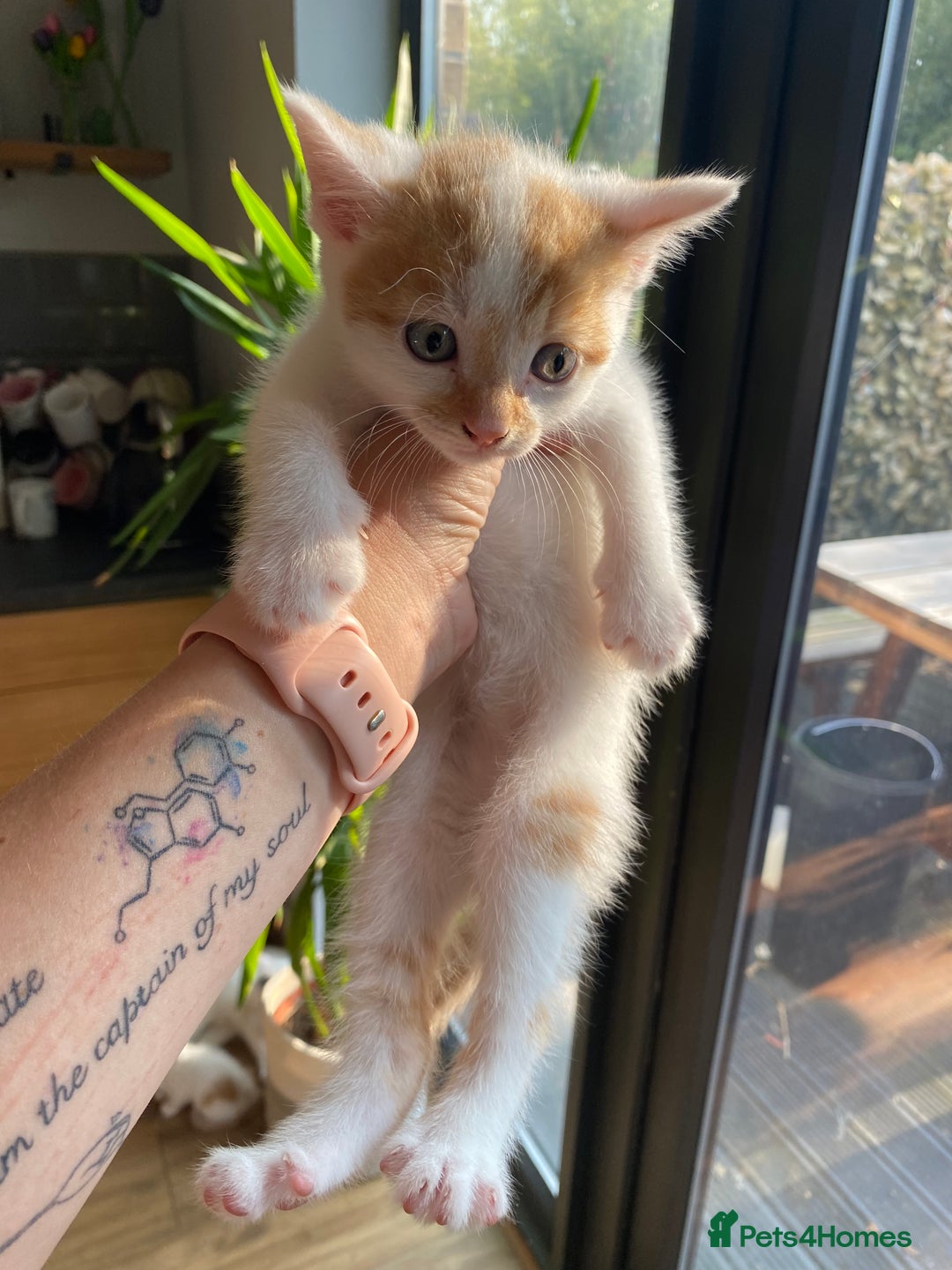 British Shorthair cats for sale: 3 beautiful British Shorthair Kittens  - Image 18