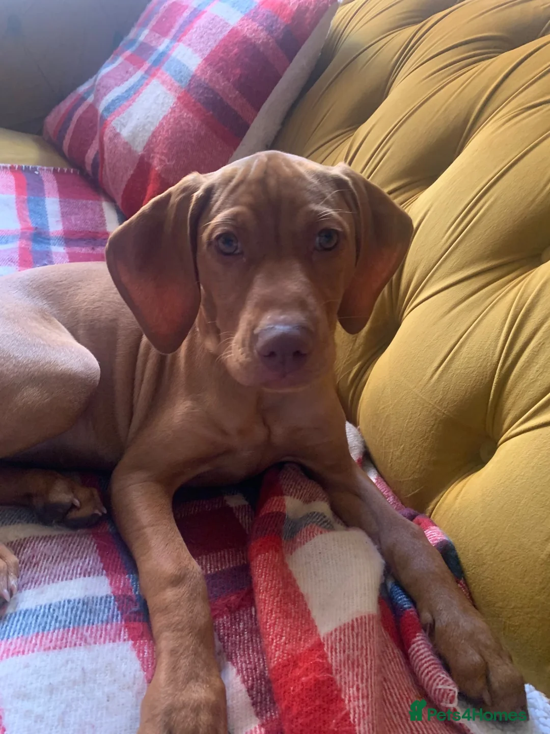 Hungarian Vizsla dogs for sale: Beautiful Hungarian Viszla  - Advert 1