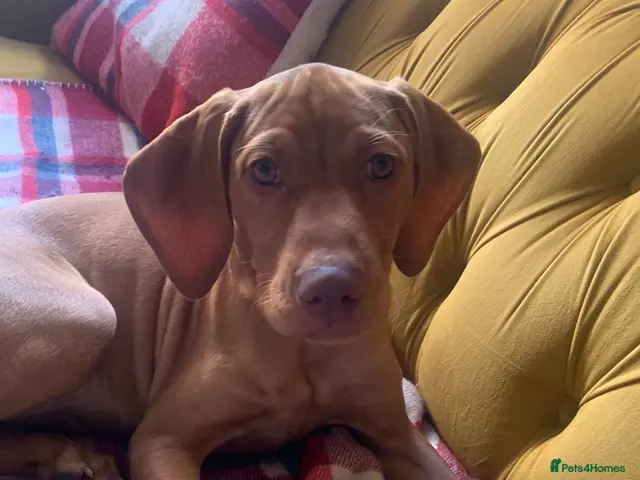 Hungarian Vizsla dogs for sale: Beautiful Hungarian Viszla - Advert 11