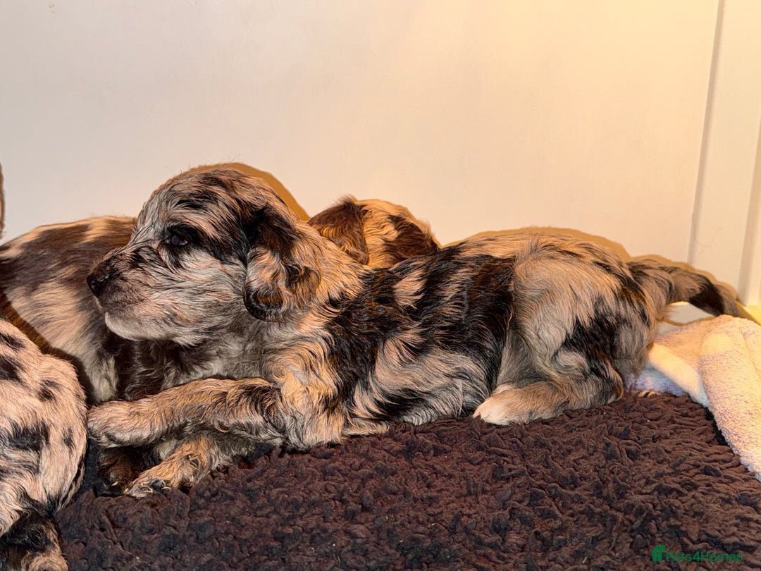 Cockapoo dogs for sale: Stunning Merle cockapoos - Image 2