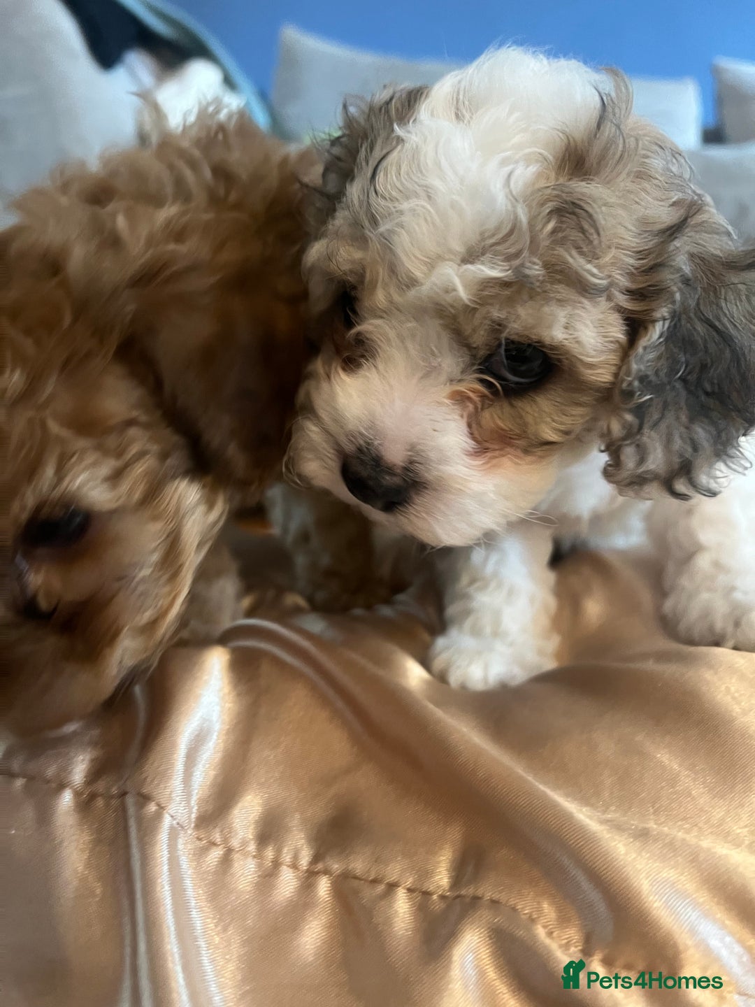 Cavapoochon dogs for sale: 6 beautiful Cavapoochons for sale. Wilmslow. - Image 8