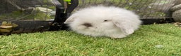 Mini Lop rabbits for sale: Baby mini lops and mini lion lop baby rabbits - Advert 3