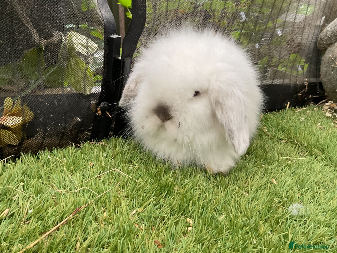 Mini Lop rabbits for sale: Baby mini lops and mini lion lop baby rabbits - Advert 3