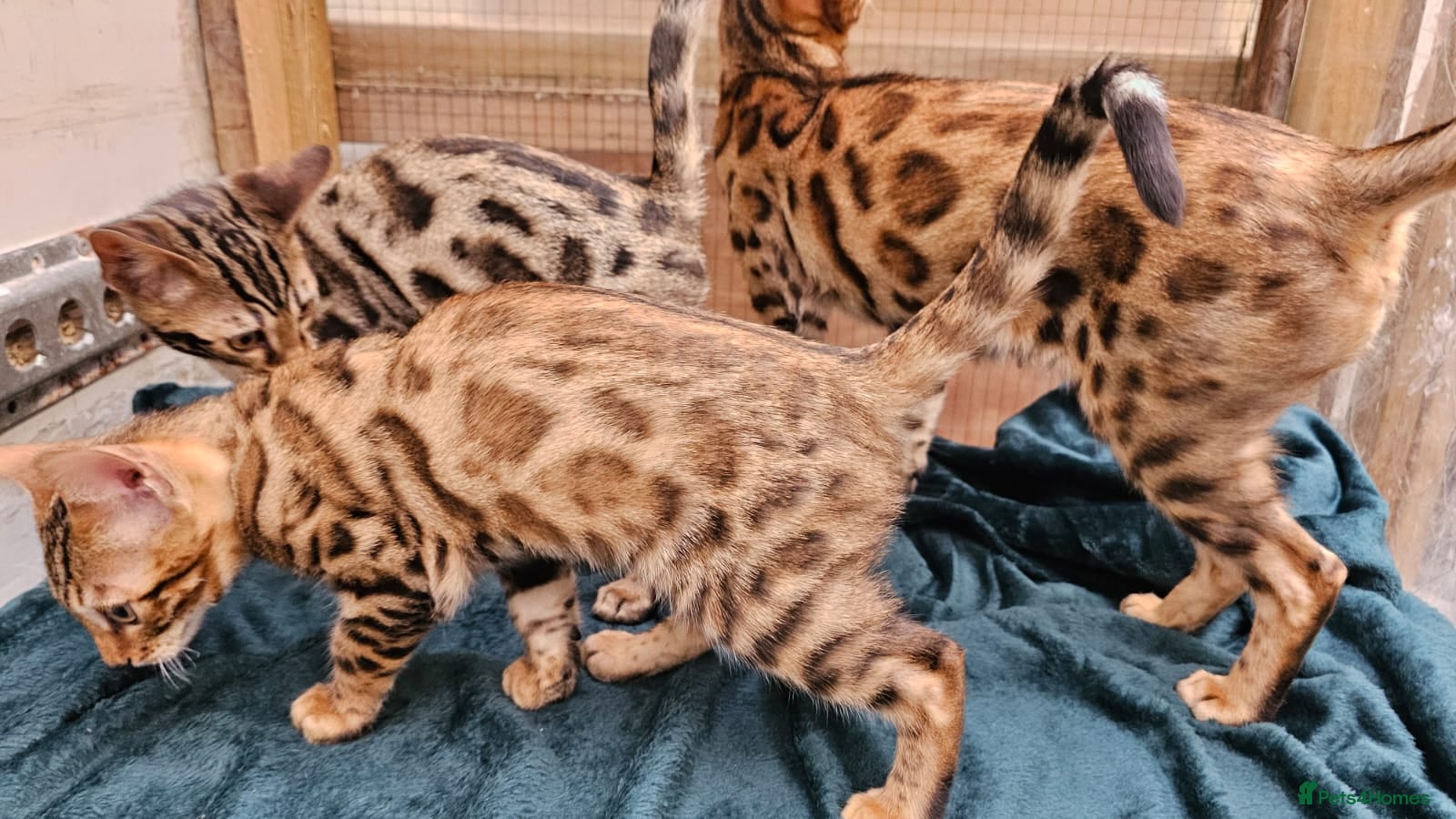 Bengal cats for sale: Super Affectionate & Playful.  Breed Quality  - Advert 1